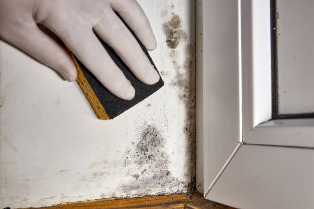 Best HVAC Mold Inspection and Cleaning  in Napili Honokowai, HI