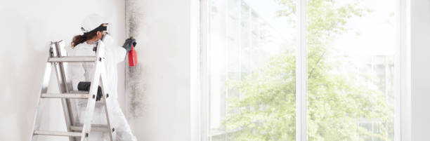 Professional Mold Removal in Napili Honokowai, HI